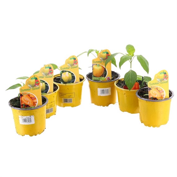 A Lucky Dip Selection! Summer Sweet Peppers - 6 x 10.5cm Vegetable Pot Bedding