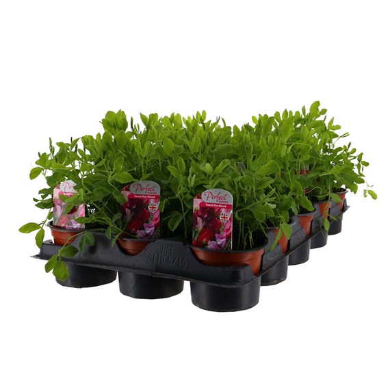 A Lucky Dip Selection! Sweet Peas - 15 x 10.5cm Tray