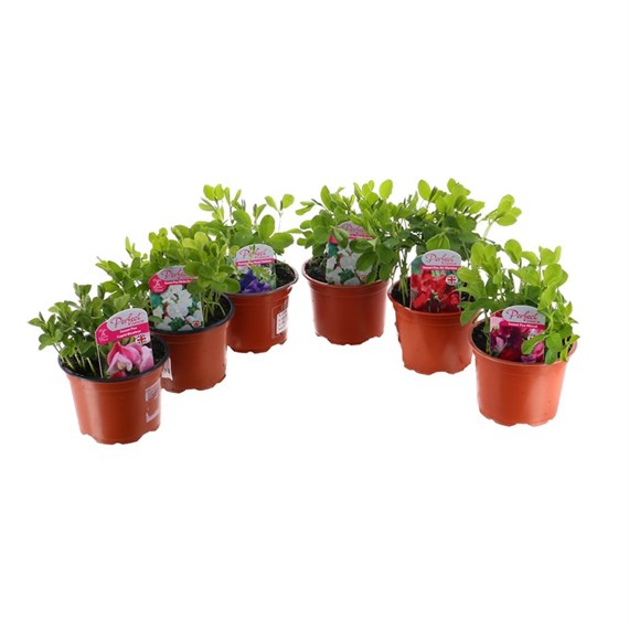 A Lucky Dip Selection! Sweet Peas - 6 x 10.5cm Pot Bedding
