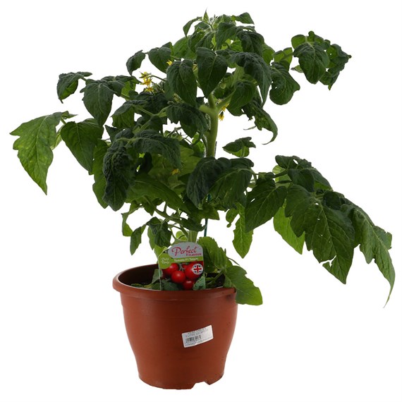 A Lucky Dip Selection! Tomato Totem 5L Pot Vegetable
