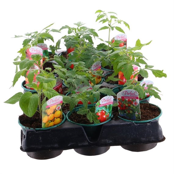 A Lucky Dip Selection! Tomatoes - 15 x 10.5cm Tray Pot Vegetables