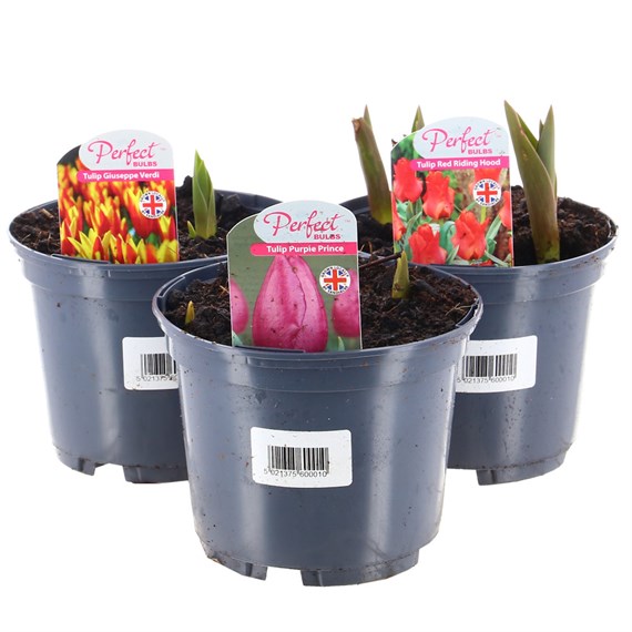 A Lucky Dip Selection! Tulip 3 x 13cm Pot Bedding Bulbs
