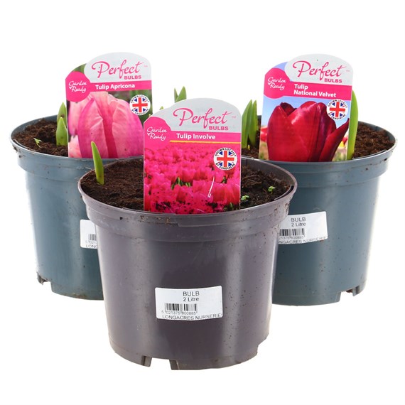 A Lucky Dip Selection! Tulip 3 x 2L Pot Bedding Bulbs
