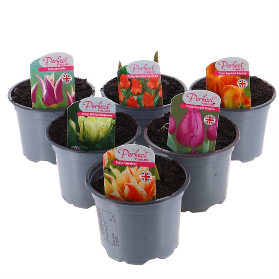 A Lucky Dip Selection! Tulip - 6 x 10.5cm Pot Bedding Bulbs