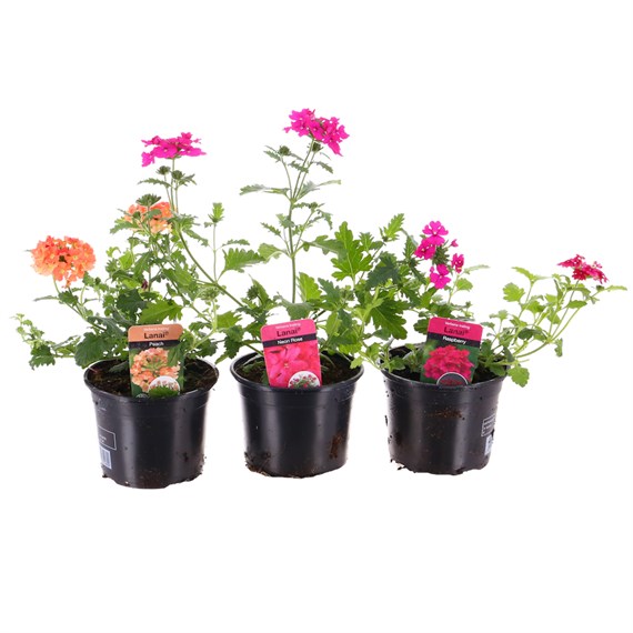 A Lucky Dip Selection! Verbena - 3 x 13cm Pot Bedding