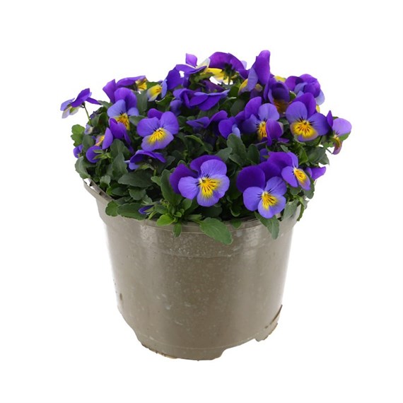 A Lucky Dip Selection! Viola - 3 x 2L Pot Bedding