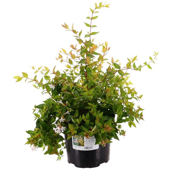 Abelia grandiflora 'Francis Mason' - 7.5L Pot