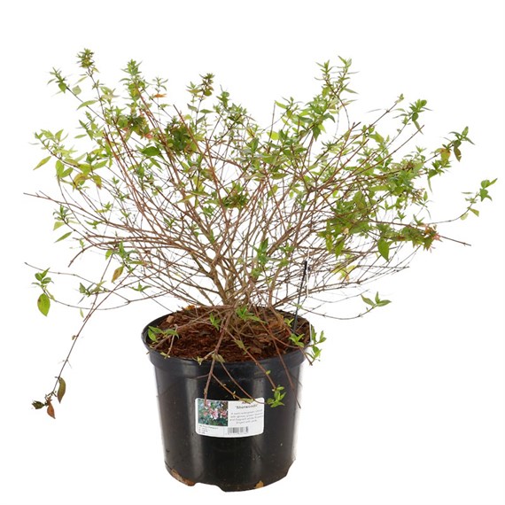 Abelia 'Sherwoodii' - 5L Pot