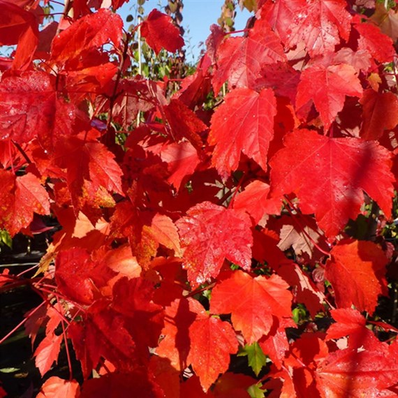 Acer Red Sunset 'Canadian Maple' Tree