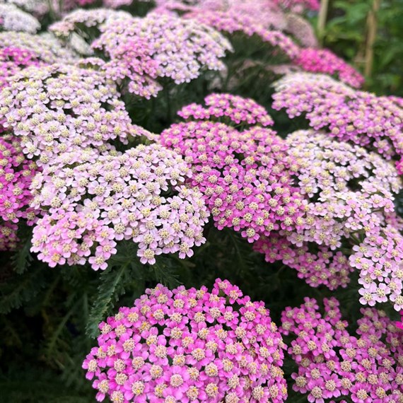 Achillea Cerise Queen Perennial Plant 9cm Pot - Set of 3