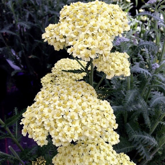Achillea Moonshine Perennial Plant 9cm Pot - Set of 3