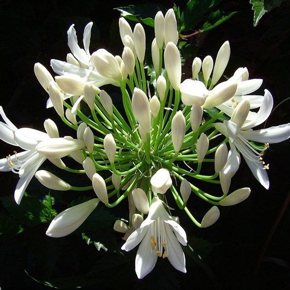 Agapanthus Arctic Star Perennial Plant 2L Pot - Set of 3