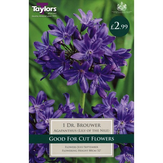 Taylors Bulbs Agapanthus Dr. Brouwer (Single Pack) (TS800)