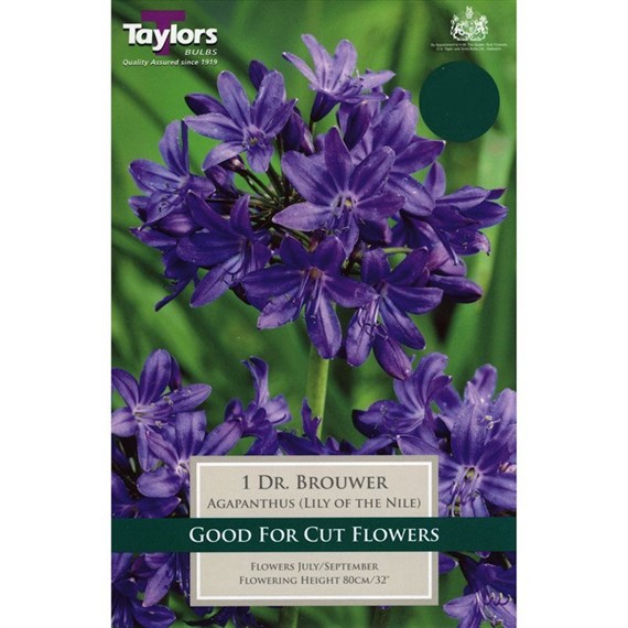 Taylors Bulbs Agapanthus Dr. Brouwer (Single Pack) (TS800)