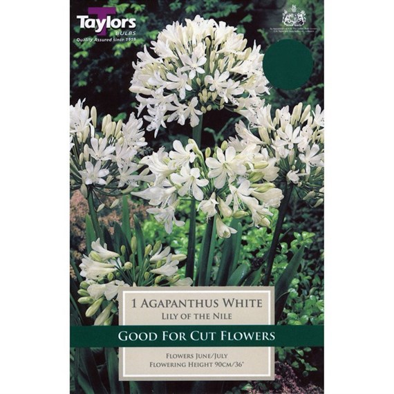 Taylors Bulbs Agapanthus White (Single Pack) (TS803)