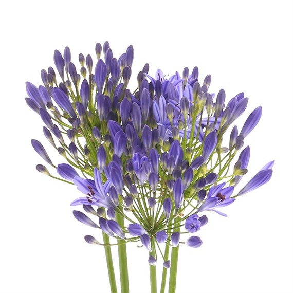 Agapanthus (x 5 Individual Stems) - Blue