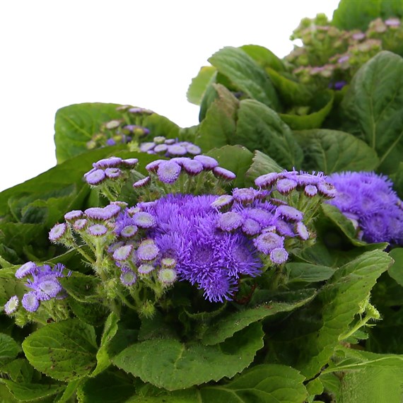 Ageratum F1 Hybrid 6 Pack Boxed Bedding