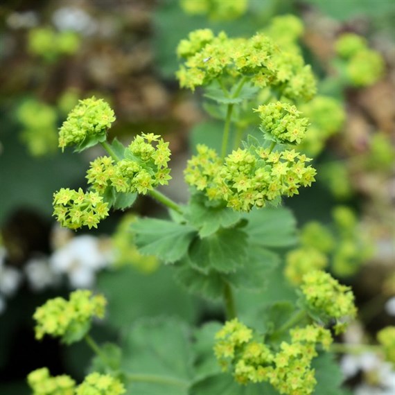 Alchemilla Mollis Perennial Plant 9cm Pot - Set of 3