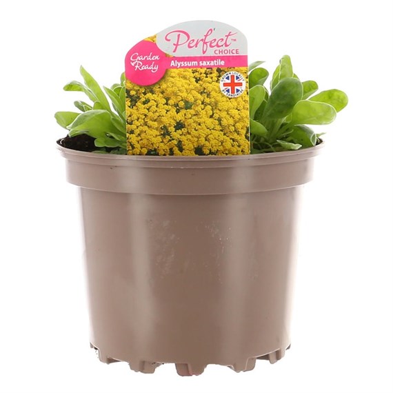 Allysum Saxatile 2L Pot Bedding