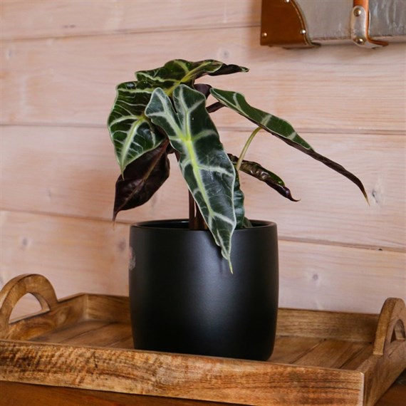 Alocasia Amazonica Polly Houseplant - 12cm Pot