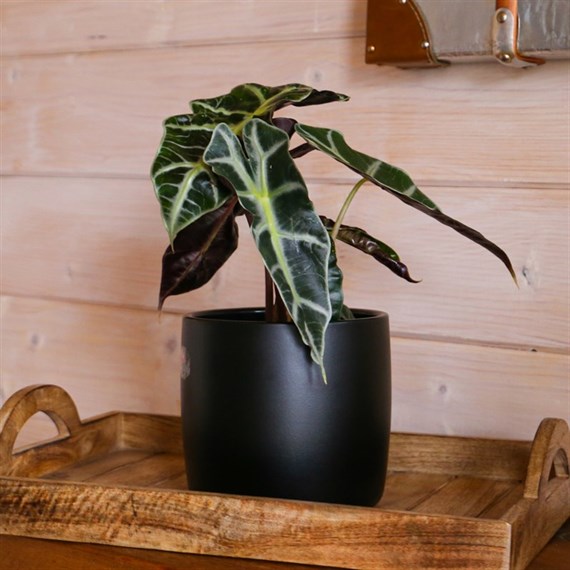 Alocasia Amazonica Polly Houseplant