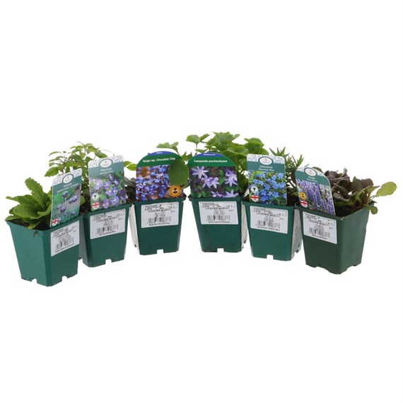 Alpine Plant 9cm - Set of 5 - Blue/Purple