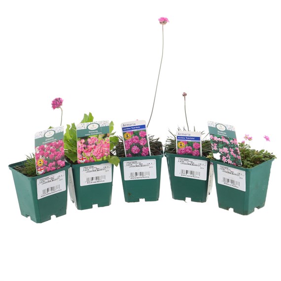 Alpine Plant 9cm - Set of 5 - Pink