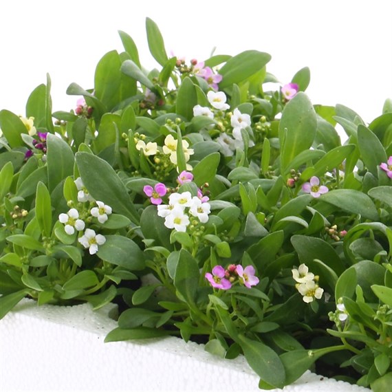 Alyssum Pastel Mixed 12 Pack Boxed Bedding