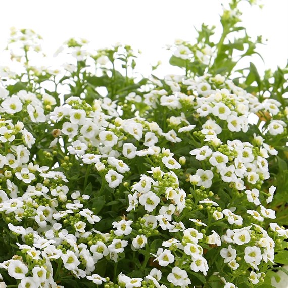 Alyssum Snowdrift 12 Pack Boxed Bedding