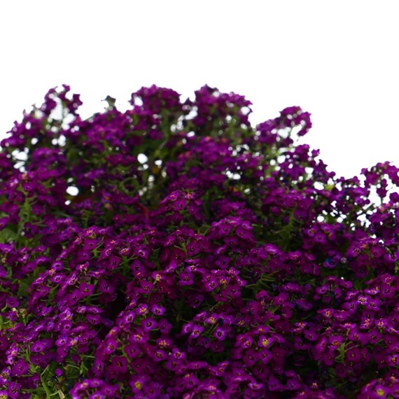 Alyssum Violet Queen 12 Pack Boxed Bedding