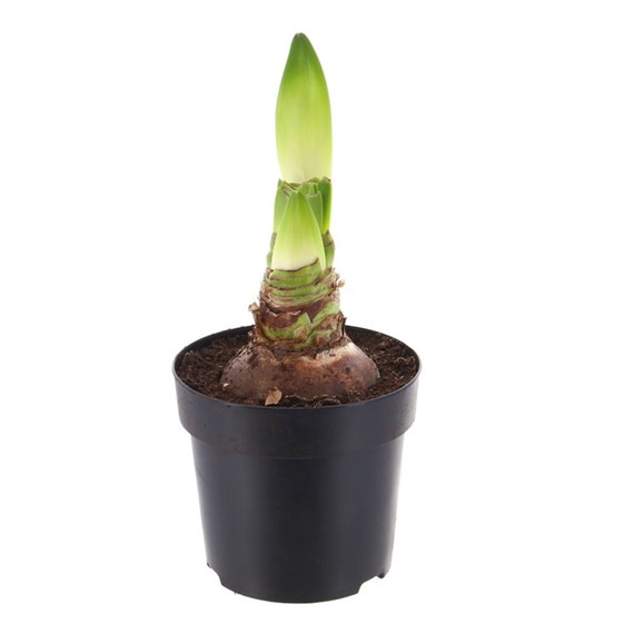 Amaryllis Red Potted - 13cm