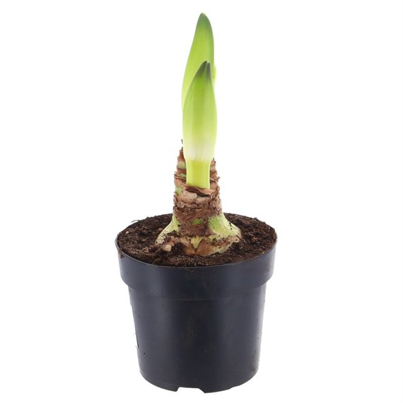 Amaryllis White Potted - 13cm