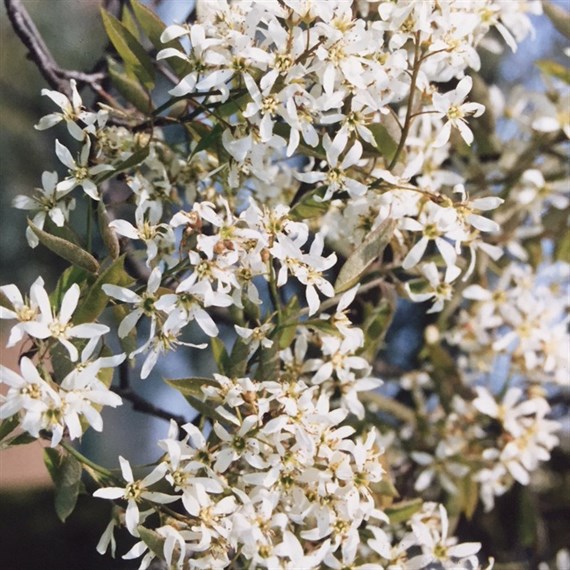 Amelanchier 'Lamarckii' Tree