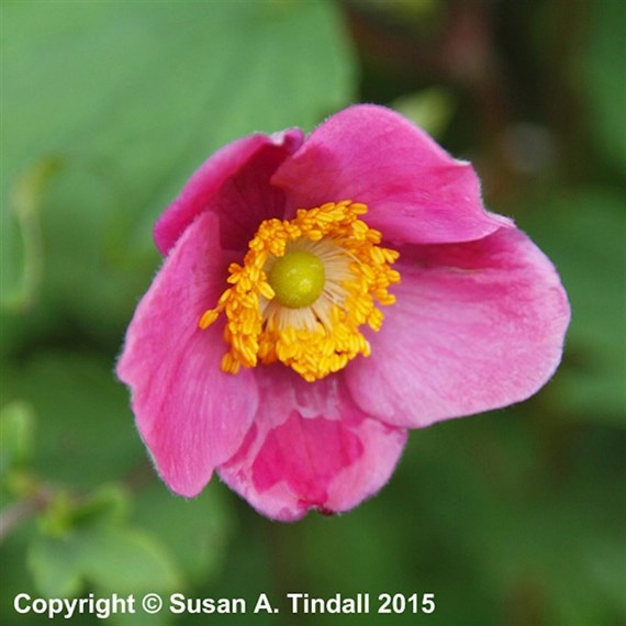 Anemone Hup. Splendens 9cm Pot - Set of 3
