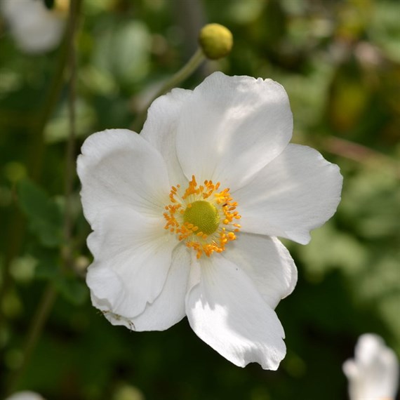Anemone Honorine Jobert Perennial Plant 2L Pot - Set of 3