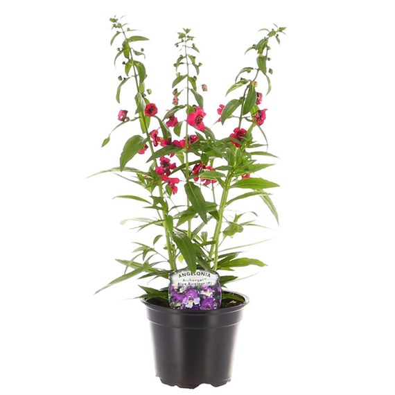 Angelonia Archangel Blue Bi Colour 13cm Pot Bedding
