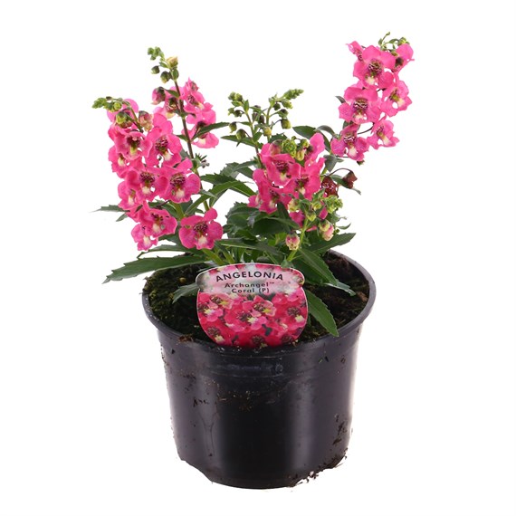 Angelonia Archangel Coral 13cm Pot Bedding