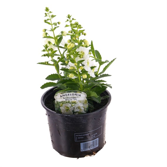 Angelonia Archangel White 13cm Pot Bedding 