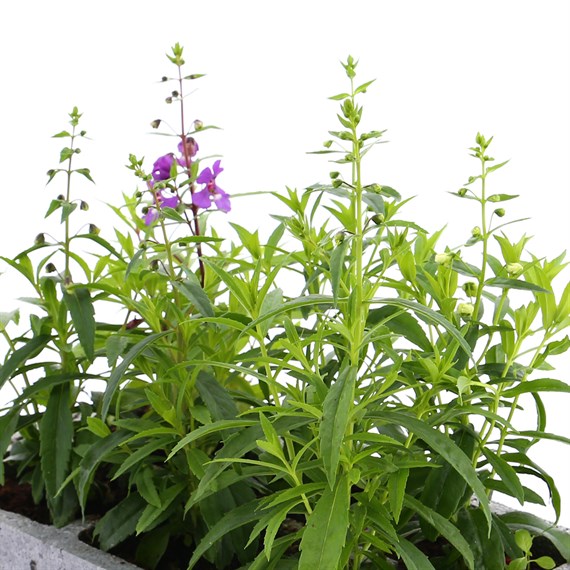 Angelonia Serena Mixed 6 Pack Boxed Bedding