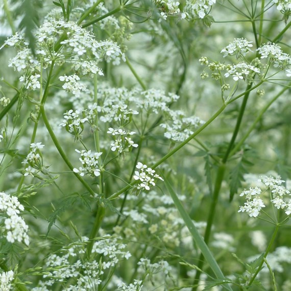 Anthriscus Ravenswing Perennial Plant 9cm Pot - Set of 3