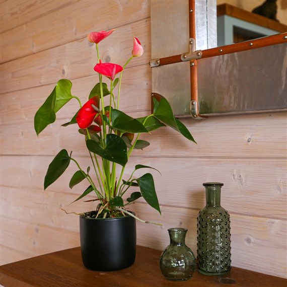 Anthurium Pink Houseplant