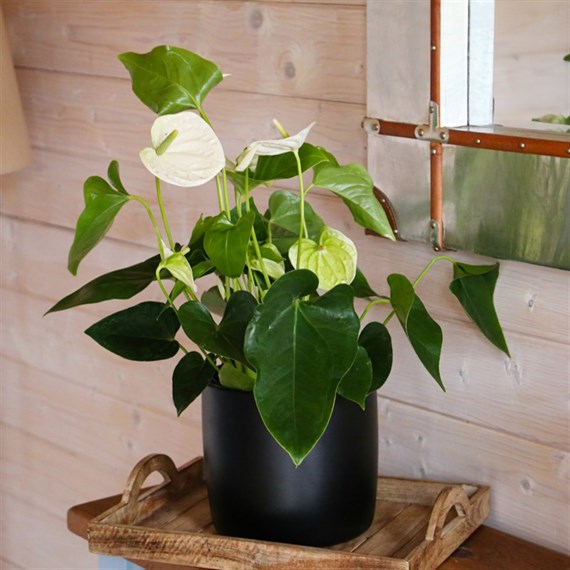 Anthurium White Houseplant - 12cm Pot
