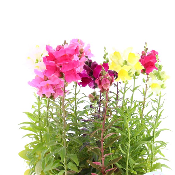 Antirrhinum F1 Coronette Mixed 12 Pack Boxed Bedding