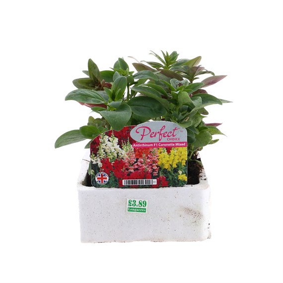 Antirrhinum F1 Coronette Mixed 6 Pack Boxed Bedding
