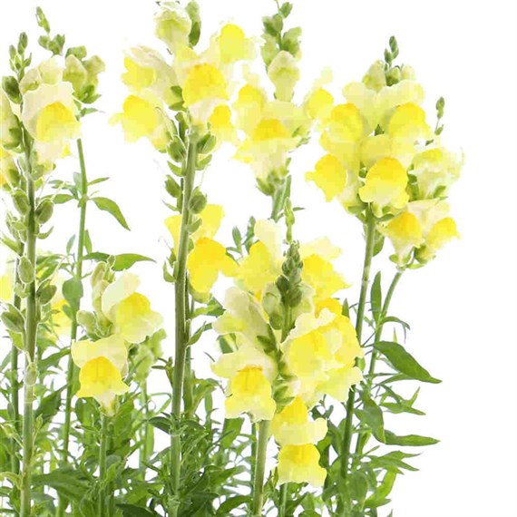 Antirrhinum F1 Coronette Yellow 12 Pack Boxed Bedding