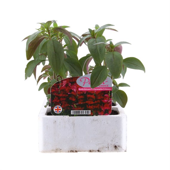 Antirrhinum F1 Corronette Crimson 6 Pack Boxed Bedding