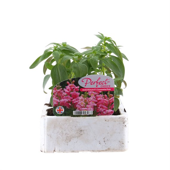 Antirrhinum F1 Corronette Pink 6 Pack Boxed Bedding