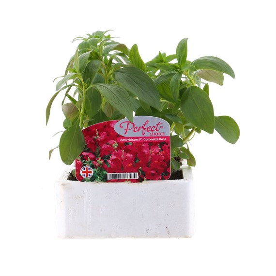 Antirrhinum F1 Corronette Rose 6 Pack Boxed Bedding