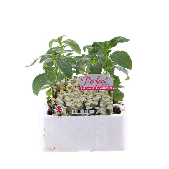 Antirrhinum F1 Corronette White 6 Pack Boxed Bedding