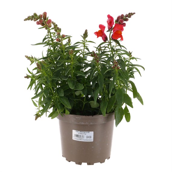 Antirrhinum Snaptastic 2L Pot Bedding